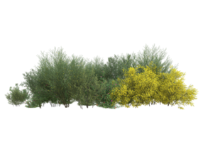 Realistic foliage isolated on transparent background. 3d rendering - illustration png