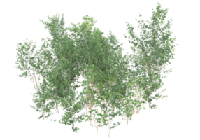 Realistic foliage isolated on transparent background. 3d rendering - illustration png