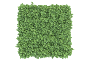 Realistic foliage isolated on transparent background. 3d rendering - illustration png