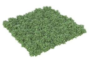 Realistic foliage isolated on transparent background. 3d rendering - illustration png