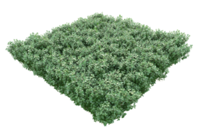 Realistic foliage isolated on transparent background. 3d rendering - illustration png