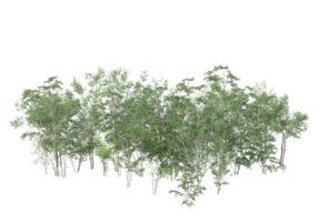 Realistic foliage isolated on transparent background. 3d rendering - illustration png