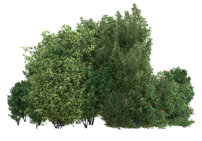 Realistic foliage isolated on transparent background. 3d rendering - illustration png