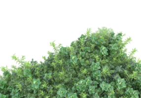 Realistic foliage isolated on transparent background. 3d rendering - illustration png