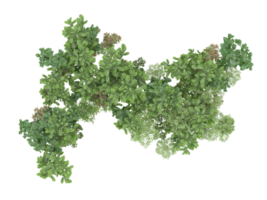 Realistic foliage isolated on transparent background. 3d rendering - illustration png