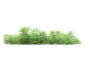 Realistic foliage isolated on transparent background. 3d rendering - illustration png