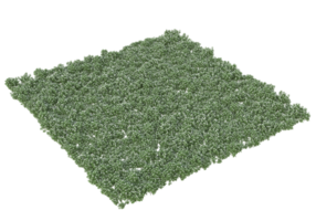 Foliage isolated on transparent background. 3d rendering - illustration png