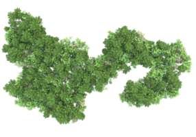 Realistic foliage isolated on transparent background. 3d rendering - illustration png