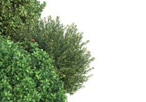 Realistic foliage isolated on transparent background. 3d rendering - illustration png