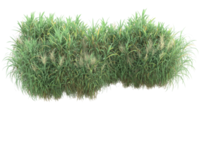 Realistic foliage isolated on transparent background. 3d rendering - illustration png