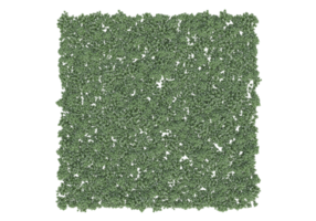 Foliage isolated on transparent background. 3d rendering - illustration png