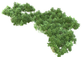 Realistic foliage isolated on transparent background. 3d rendering - illustration png