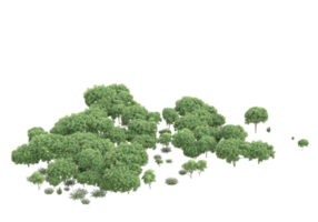 Realistic foliage isolated on transparent background. 3d rendering - illustration png