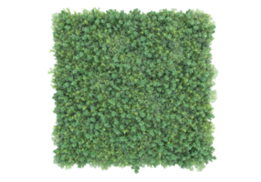 Realistic foliage isolated on transparent background. 3d rendering - illustration png