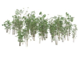 Realistic foliage isolated on transparent background. 3d rendering - illustration png