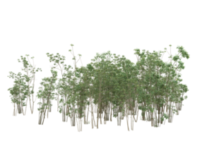 Realistic foliage isolated on transparent background. 3d rendering - illustration png