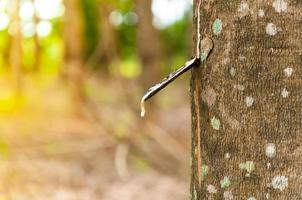 Natural latex para dripping from a rubber tree at a rubber tree plantation photo