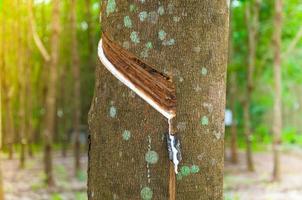 látex natural para goteo de un árbol de caucho en una plantación de árboles de caucho foto