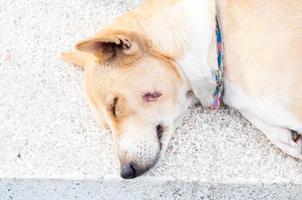 primer plano pobre perro con lesión en la cabeza asia, tailandia foto