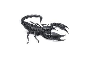 Emperor Scorpion, Pandinus imperator isolated on white background. Insect.poisonous sting at the end of its jointed tail, which it can hold curved over the back. photo
