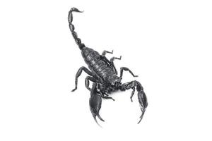 Emperor Scorpion,Pandinus imperator isolated on white background. Insect.poisonous sting at the end of its jointed tail, which it can hold curved over the back.Most kinds live tropical photo