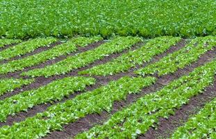 ensalada fresca verde orgánico granja jardín crecimiento joven ensalada la verdura foto