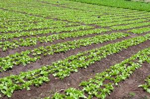 ensalada fresca verde orgánico granja jardín crecimiento joven ensalada la verdura foto