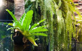 asplenium nidus verde es una especie epífita de helecho en el jardín foto