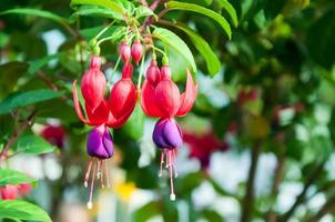 beautiful fuchsia flowers in garden photo