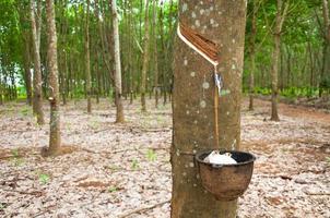 Rubber tree and bowl filled with latex.Natural latex dripping from a rubber tree at a rubber tree plantation photo