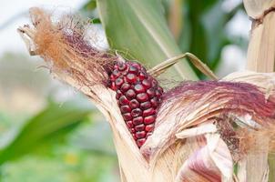 Cob purple fresh corn on the stalk, ready for harvest, purple corn in field agriculture,corn cobs on stalks in farm field photo