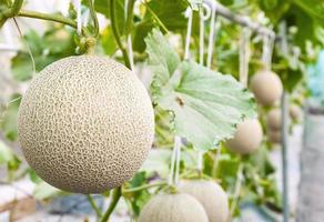 Cantaloupe melons growing in a greenhouse supported by string melon nets selective focus photo