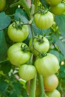 tomates cherry frescos verdes en el jardín, enfoque selectivo de tomates vegetales