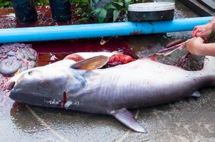 Fisherman to cleans dissected a freshly big fish Iridescent shark, Striped catfish, Sutchi catfish with a knife photo