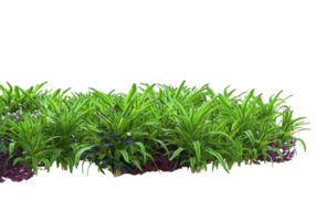 Realistic foliage isolated on transparent background. 3d rendering - illustration png