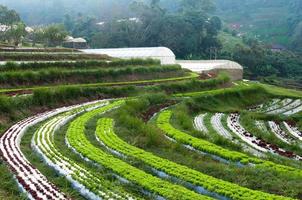 hileras de plantaciones de lechuga fresca y vegetales de agricultura familiar e invernadero en el campo en tailandia foto