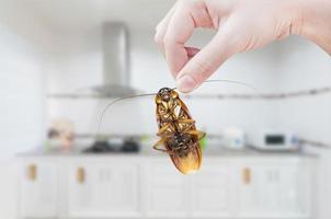 mano de mujer sosteniendo una cucaracha en el fondo de la cocina, eliminar la cucaracha en la cocina foto