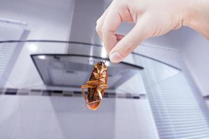 mano sosteniendo una cucaracha con un fondo de cocina, eliminar la cucaracha en la cocina, las cucarachas como portadoras de enfermedades foto