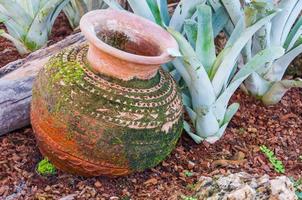 clay pot with Green moss photo