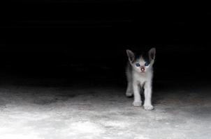 gatito con hermosos ojos azules, retrato animal, gato juguetón vacaciones relajantes foto