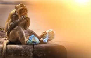 The hungry monkey is holding a plastic bag eating fruits on the road. Human-animal interaction. Pollution and environment problem concept. photo