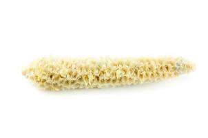 mazorca de maíz sobre fondo blanco foto