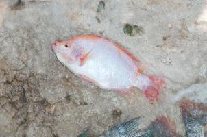 fresh red tilapia in water Farm,fish in the cage, fish farming in Thailand photo