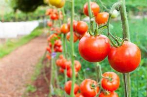 Ripe organic tomatoes in garden ready to harvest, Fresh tomatoes photo