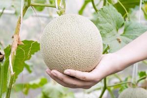 Melon in hand, Cantaloupe melons growing in a greenhouse supported by string melon nets selective focus photo