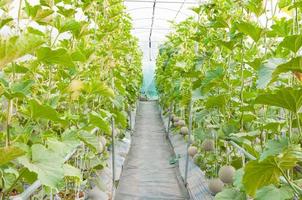 growing melons in greenhouse,Young melon in organic farm photo