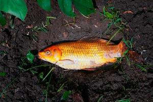 peces carpa de lujo muertos o enfermedades de los peces carpa koi infectados en el suelo de la fosa foto