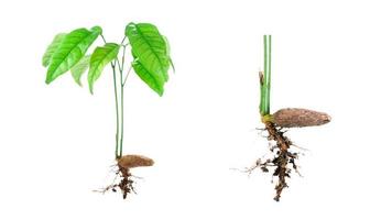 brote verde que crece aislado en fondo blanco, planta de bebé, árbol de semilla joven, retoño y semilla aislada en blanco. foto