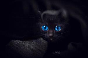 gato negro con hermosos ojos azules, retrato animal gatito negro foto