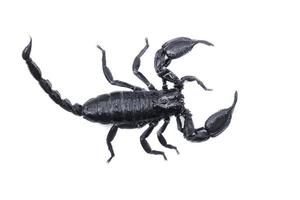 Emperor Scorpion,Pandinus imperator isolated on white background. Insect.poisonous sting at the end of its jointed tail, which it can hold curved over the back.Most kinds live photo